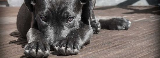 NSW “No Pets” Buildings