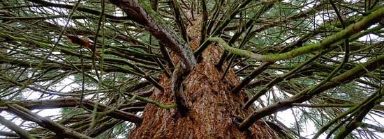 ACT Removal of a tree