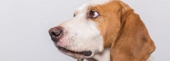 NSW Keeping Pets in a Strata Building